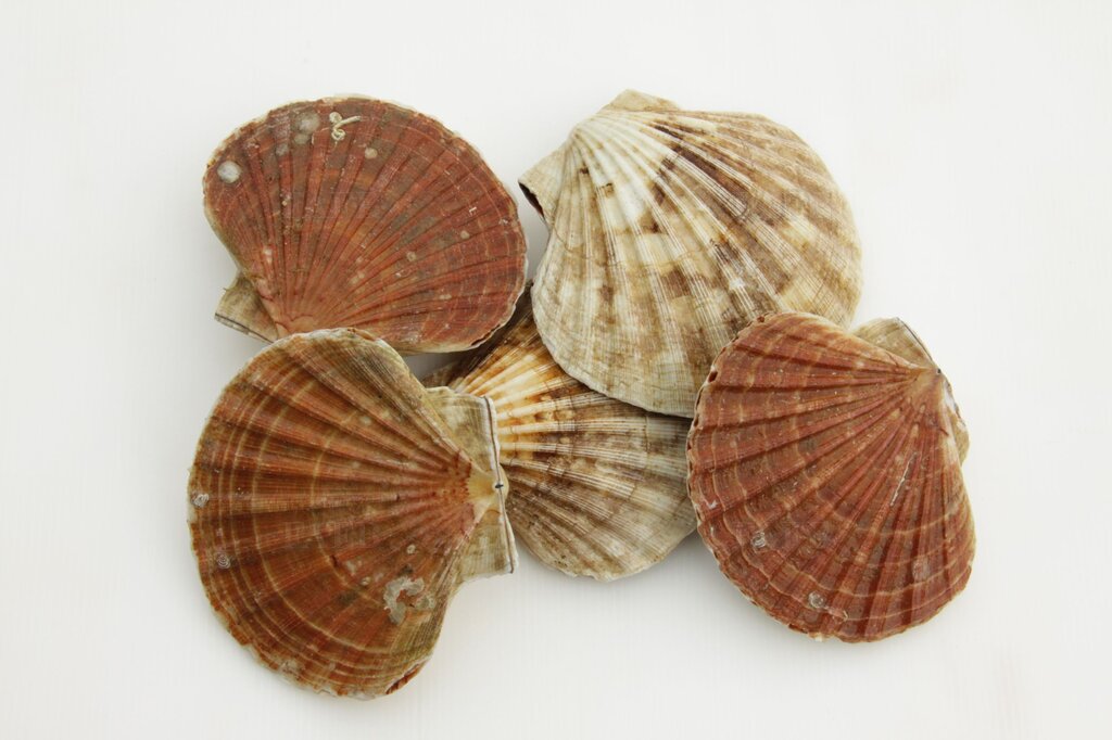 Dived Scallops Wanted all year round